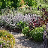 herbes aromatiques au jardin de 5 sens.JPG